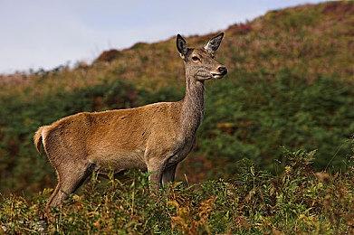 PC Gamer：PSN宕机证明PC玩家抵制PSN是对的